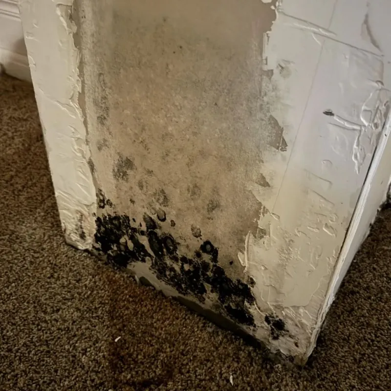 Professional Mold Removal in New Haven, MI